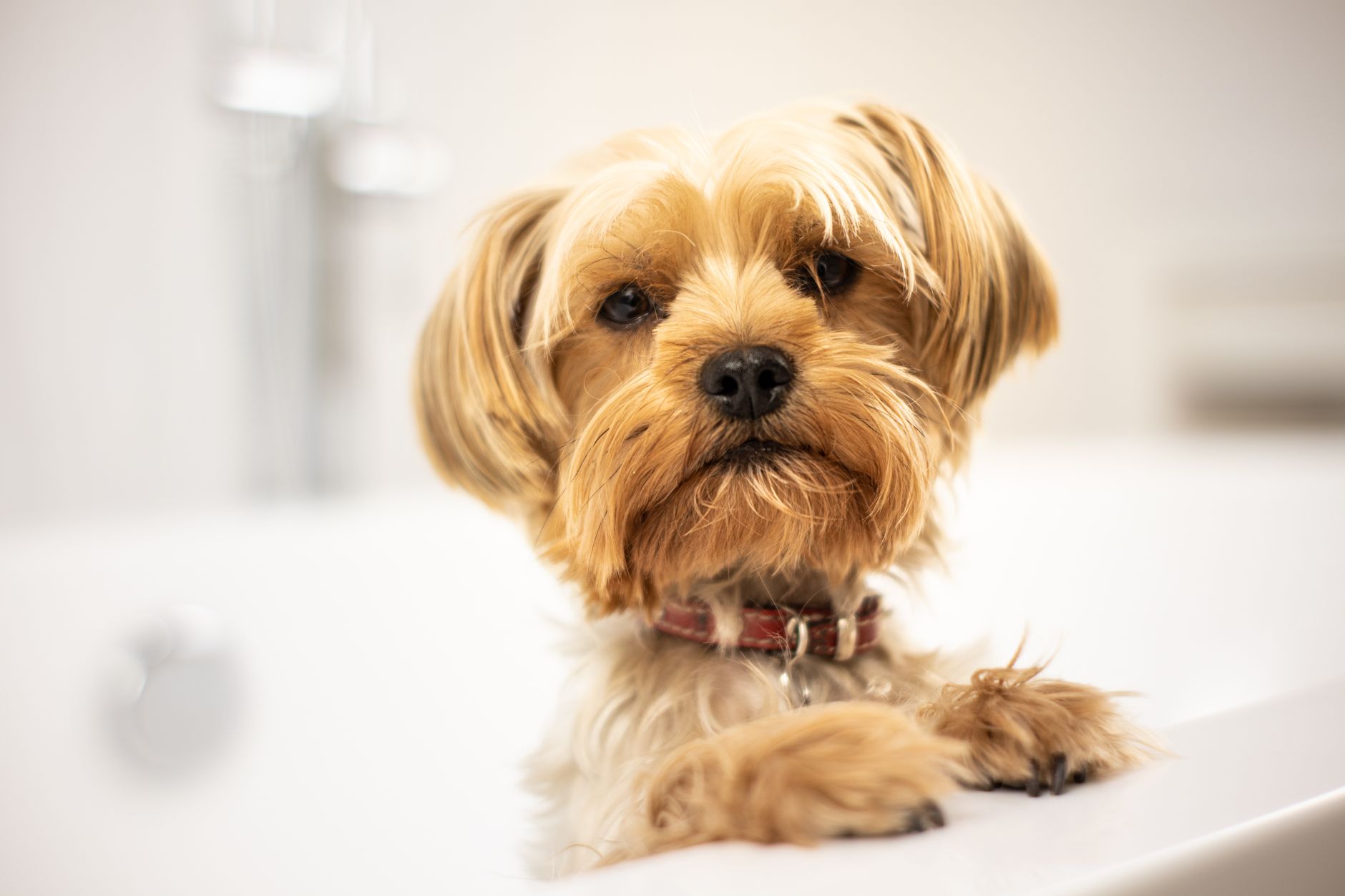 Un cane appena lavato, sereno e rilassato nella vasca da toelettatura